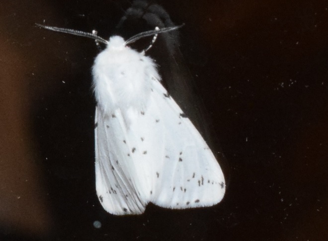 Spilosoma lubricipedum (Erebidae)?  S !